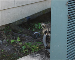 Raccoon removal and control Reston VA
