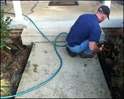 Dead animal removal Reston VA