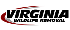 Reston Wildlife Removal